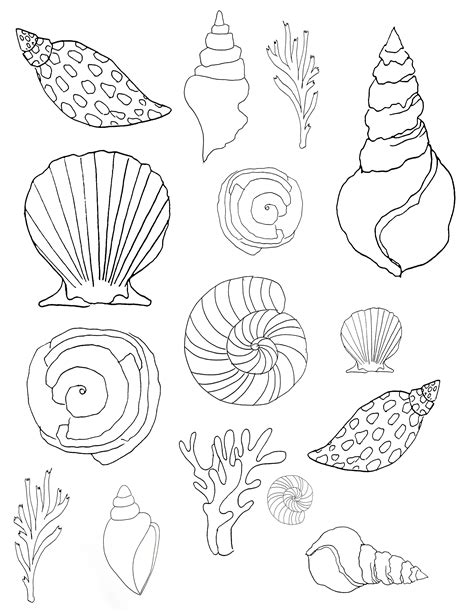 Seashell Drawing Tutorial 的图像结果