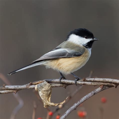 Bird of the Week: Black-capped Chickadee - Huron-Clinton Metroparks