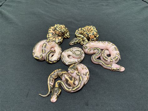 Image result for Chimera Ball Python