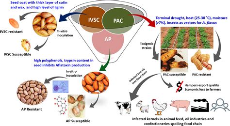 Aflatoxin