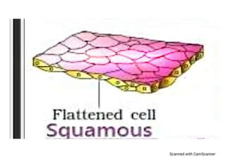 Classification of Tissues 的图像结果