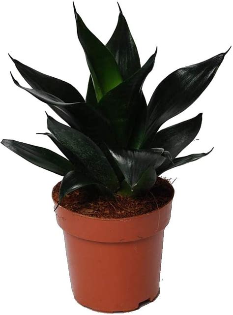 Buy Black Dragon Snake Plant - Sansevieria - 6 Pot Collector's Series ...