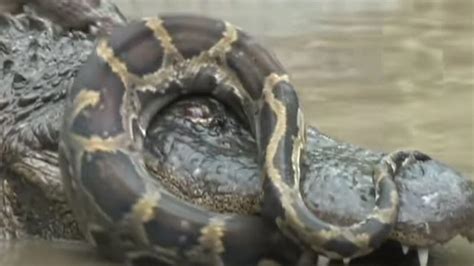 Image result for Newest Python Attack Lion Clips