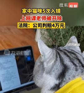 网课直播猫咪入镜 教师遭开除