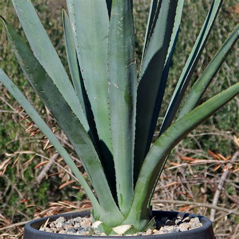 Shop Blue agave 'Tequila Plant' Agave Tequilana - Care and Info ...
