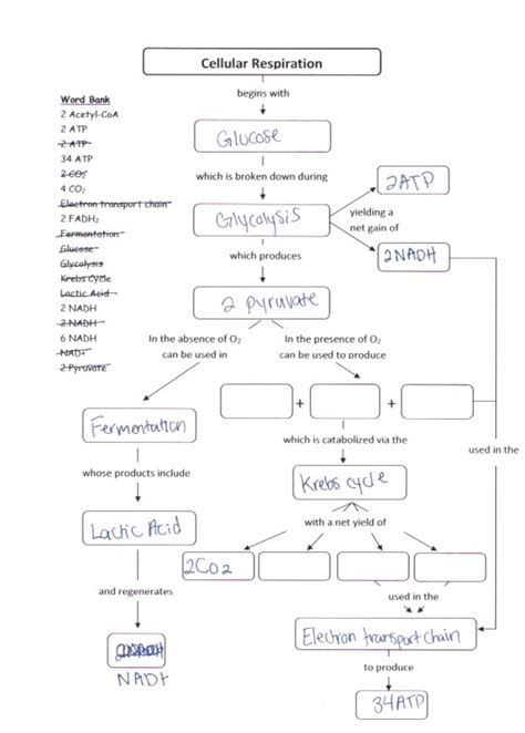 Cellular Respiration Concept Map With Answers