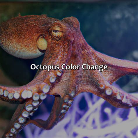 Image result for Octopus Colour