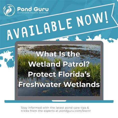 🛑 Florida's wetlands are under pressure. | Pond Guru
