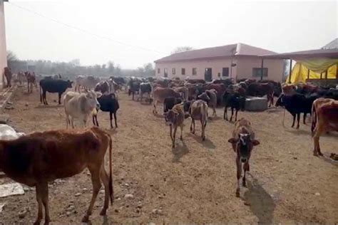 राम गोपाल मंदिर डमटाल की गऊशाला फिर सुर्खियों में, कर्मचारियों ने कम ...