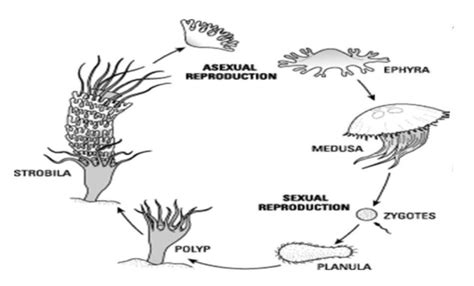 Metsgenesis is shown by 1.obelia 2. Hydra 3.ctenoplana 4. Locusta ...