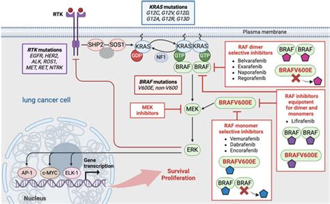 RAF and MEK Inhibitors in Non-Small Cell Lung Cancer