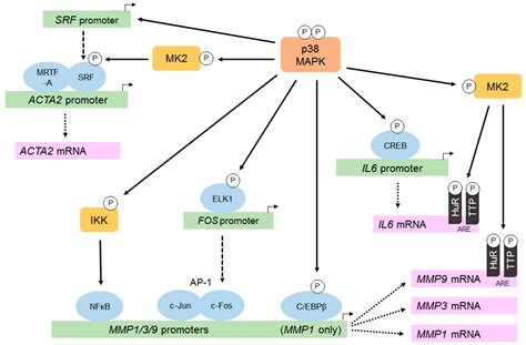 Cardiac Fibroblast p38 MAPK: A Critical Regulator of Myocardial Remodeling