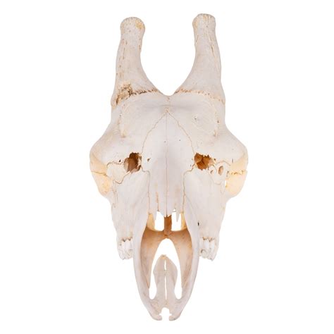 Real Giraffe Skull - Male — Skulls Unlimited International, Inc.
