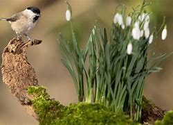 Image result for Plants Flowers and Animals