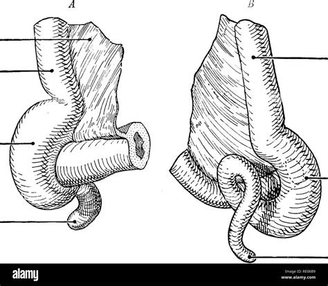 Image result for Appendix Science