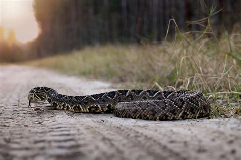 Last snake of 2018 - the Eastern Diamondback Rattlesnake. Largest one I ...