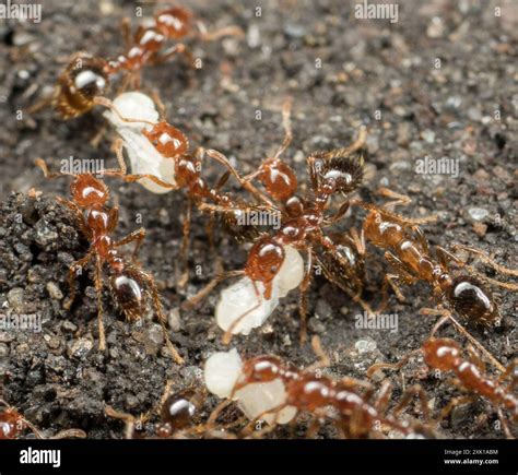 Red Imported Fire Ant (Solenopsis invicta) Insecta Stock Photo - Alamy
