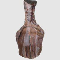 Muscular System | Museum of Anatomy and Pathology, Manipal Academy of ...