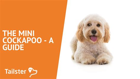 Image result for Mini Cockapoo