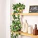 Buy BS AMOR Artificial Creeper Money Plant Leaf Garland | Wall Hanging ...