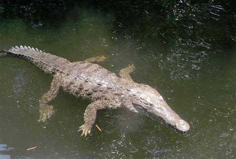 Discover Jamaica’s Unique Animals: Indigenous Species Guide