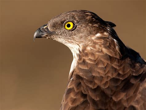 European Honey Buzzard Bird Facts (Pernis apivorus) | Bird Fact