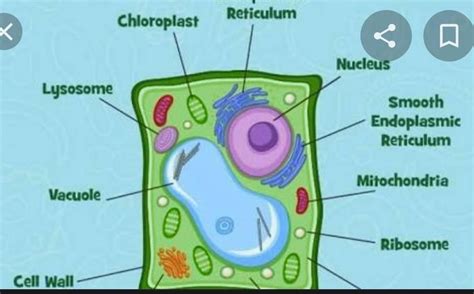 Observe the diagram of plant cell given below and label the parts ...