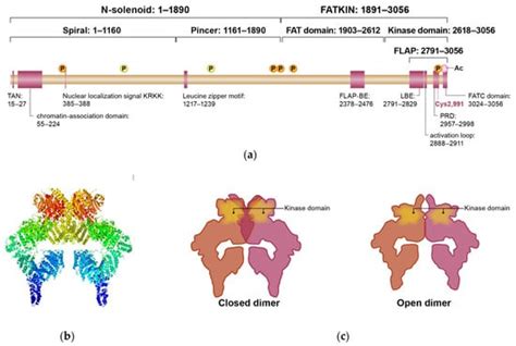 IJMS | Special Issue : Molecular Biology of Hereditary Tumors