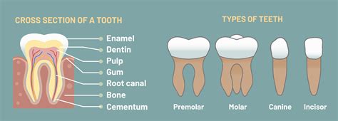 Teeth And Gum Anatomy - Types Of Dental Anatomy - UQMC