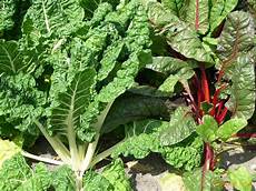 culture des blettes plantation culture et r 233 colte des blettes pratique fr culture des blettes plantation culture et r 233 colte des blettes pratique fr