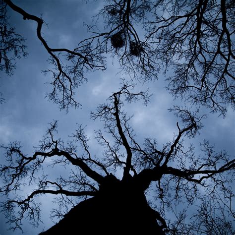 Download wallpaper 2780x2780 tree, branches, bottom view, night ...
