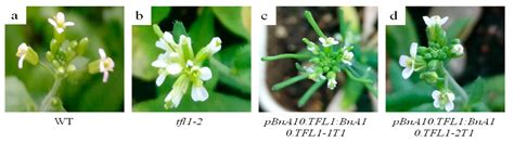 Characterization of the BnA10.tfl1 Gene Controls Determinate ...