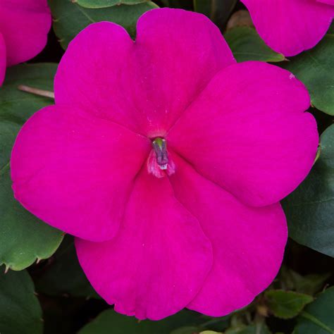 Impatiens Beacon Violet Shades Bedding Plants | Busy Lizzie - Gardeners ...