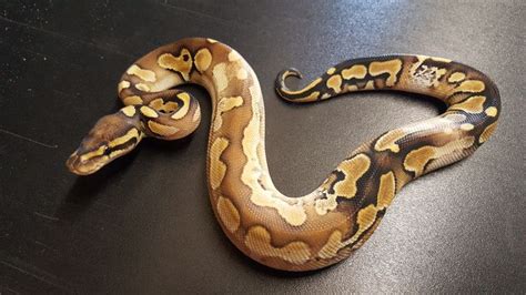 Image result for Chimera Ball Python