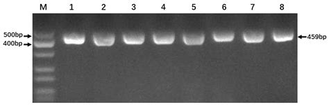 Rapid Visual Detection of High Nitrogen-Use Efficiency Gene OsGRF4 in ...