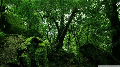 Dense Forest Wallpapers - Top Free Dense Forest Backgrounds - WallpaperAccess