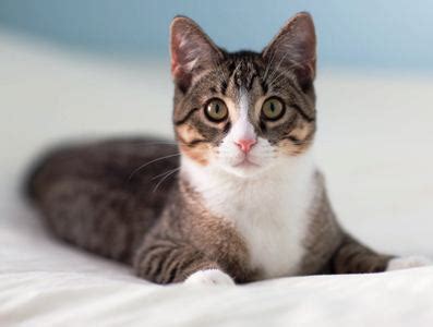 English Alphabets - Learn English Grammar