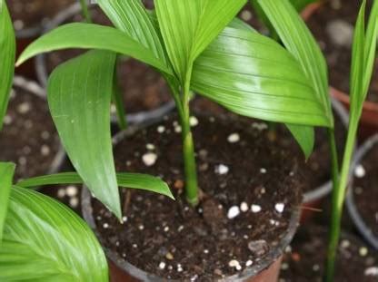 The Entacloo Betel Nut/Supari Plant Price in India - Buy The Entacloo ...