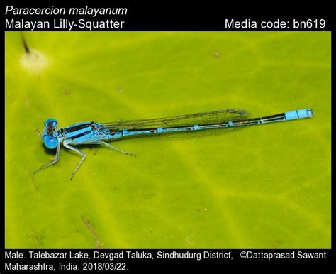 Paracercion malayanum | Odonata