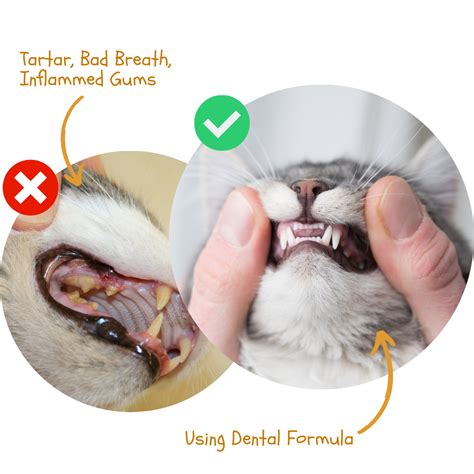 Healthy Cat Gums