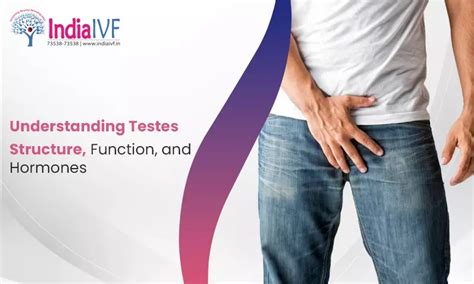 Image result for Testes Structure Class 12