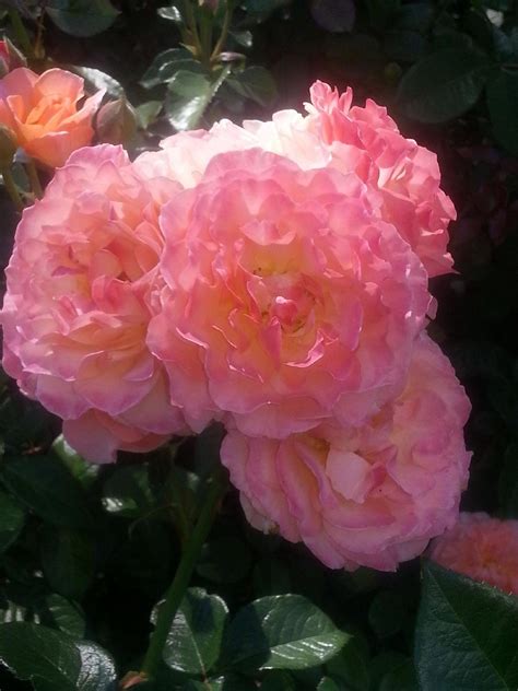 Rose City Park - Portland - Rose City Park Yorumları - Tripadvisor