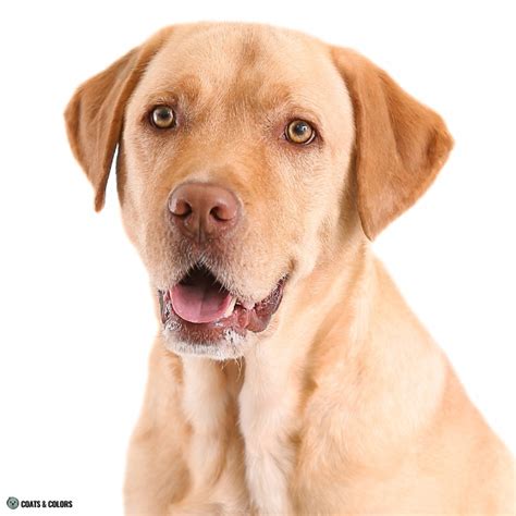 Labrador Retriever Eye Color 的图像结果
