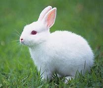 Image result for Picerte of a Baby Rabbit