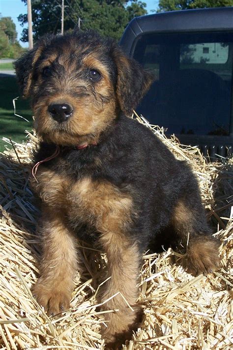 Adorable Airedale Terrier Puppies