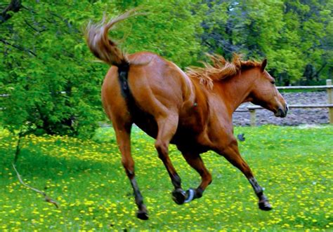 Bucking Tutorial 2 的图像结果