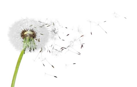 Vorlagen Pusteblume-Fotos – Lade kostenlose, hochwertige Bilder ...