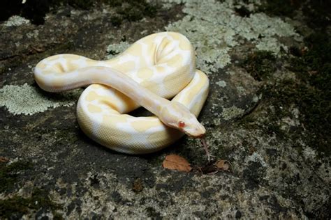 Albino Python 的图像结果