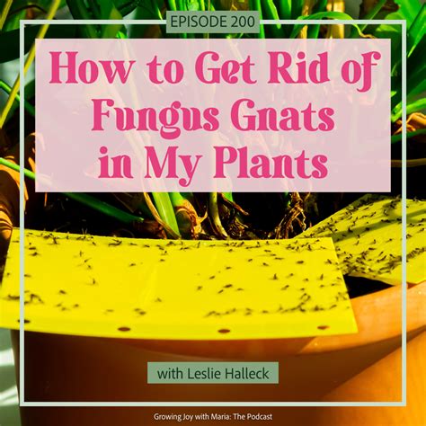 How to Get Rid of Fungus Gnats in My Plants - Growing Joy with Maria