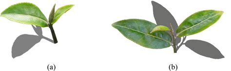 Three-Dimensional Modeling of Tea-Shoots Using Images and Models